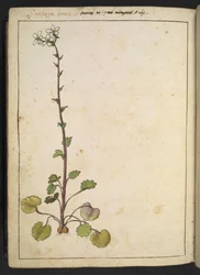 Saxifraga bianca, Alpenblume mit weißen Blütenblättern, aus "Gemälde der Flora der römischen Staaten" von Gherardo Cibo