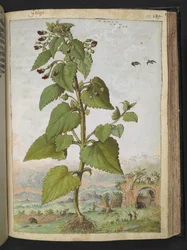 Scrophularia peregrina, aus "Paintings of Flora of the Roman States" von Gherardo Cibo