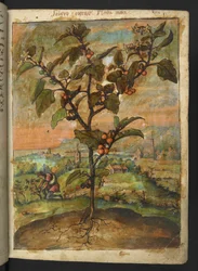 Solanum nigrum: Eine Pflanze mit orangefarbenen Früchten, aus 
