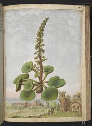Umbilicus rupestris (Nabelkraut): Essbare Blütenpflanze, aus 