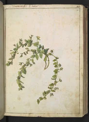 Veronica, aus "Gemälde der Flora der römischen Staaten" von Gherardo Cibo, Add MS 22333, f048r, ca. 1564-84