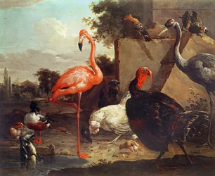 Verschiedene Vögel