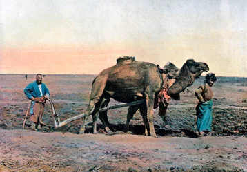 Bauern pflügen mit einem Kamel, Kaukasus, um 1890