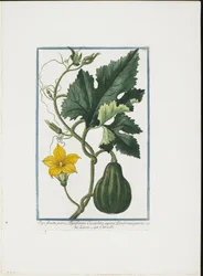 Gemüsedruck, aus Hortus Romanus, Bd. I oder II, 1772-93