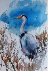 Blauer Reiher Aquarell