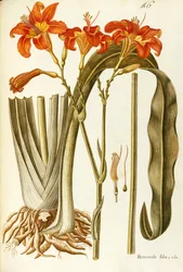 Orange Taglilie (Hemerocallis fulva), Liliaceae von Giovanni Antonio Bottione