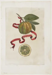 Aurantium Virgatum, aus Hesperides, 1646