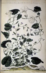 Botanische Tafel: Bindweed-Varianten. Convolvulus-Varianten (Convolvulus Indicus flora albo; Convolvulus Siculus). Giovanni Battista Morandi, Hortulus botanicus pictus sive collectio plantarum..., Band I