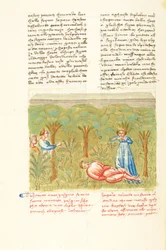 Dekameron, Der Salbeizweig - Tod von Pasquino, Vierter Tag, Novelle 7