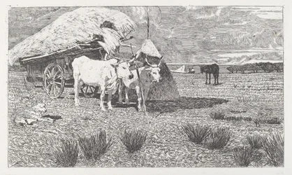 Ochsen, die an den Wagen gespannt sind (Maremma)