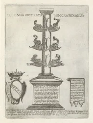 Colonna rostrata