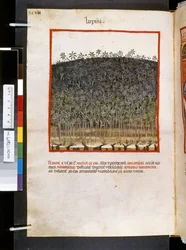 Theatrum sanitatis von Ububchasym de Baldach: 