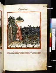Theatrum sanitatis von Ububchasym de Baldach: 