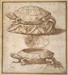 Süßigkeitenbox in Schildkrötenform