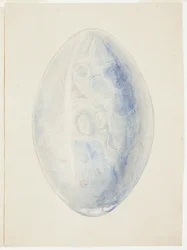 Übersicht über ovale Muschelschale
