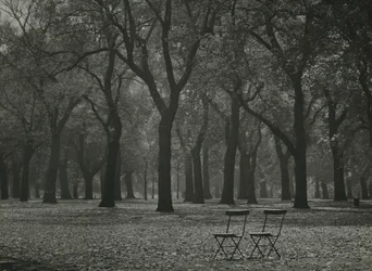 Herbstbäume im Hyde Park, London