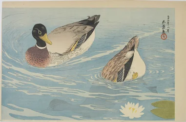Enten, August 1920