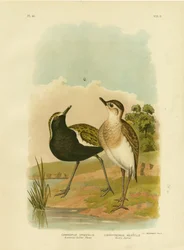 Australischer Goldregenpfeifer oder Pazifischer Goldregenpfeifer, 1891