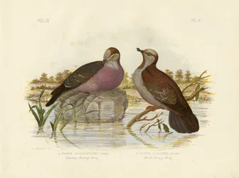 Gewöhnliche Bronzeflügeltaube, 1891