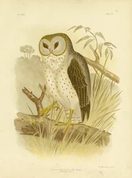 Zarte Eule, 1891