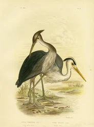 Großschnabelreiher oder Dunkelgrauer Reiher, 1891