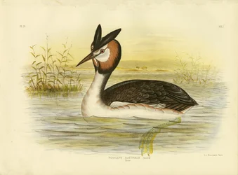 Haubentaucher
