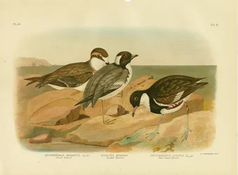 Kaptriel, 1891