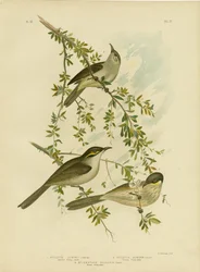Lewin-Honigfresser, 1891