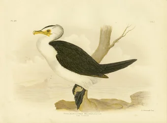 Kleiner Kormoran, 1891