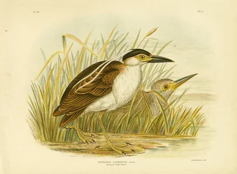 Nankean-Nachtreiher oder Nankeen-Nachtreiher, 1891
