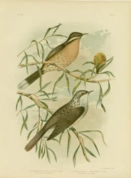Stachelschwanz-Honigfresser, 1891