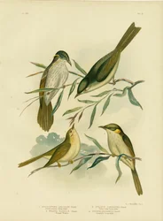 Einfarbiger Honigfresser oder Weißkehl-Honigfresser, 1891