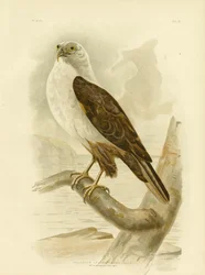 Weißbrustseeadler, 1891