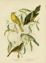 Gelber Honigfresser, 1891