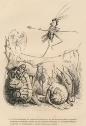 Grille spielt Trompete vor einer Schildkröte, einer Schnecke und Schnecken. Über ihm balanciert eine andere Grille auf einem Faden. Vignetten illustriert von JJ Granville. Gravur signiert Godard in dem Teil "Die Abenteuer eines Schmetterlings"