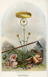 Illustration für 