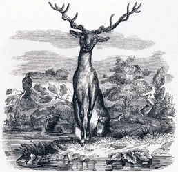 Der Hirsch, der sich im Wasser betrachtet - Fabeln von La Fontaine
