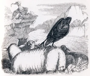 Der Rabe, der den Adler nachahmen wollte - Fabeln von La Fontaine