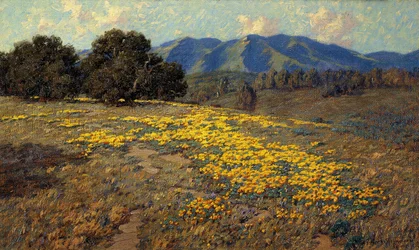 Kalifornische Mohnblumen