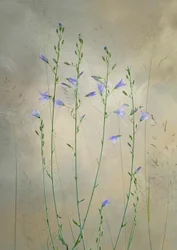 Zarte Glockenblumen