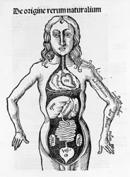 Abschnitt des menschlichen Körpers - in „Margarita Philosophica“ von Gregor Reisch (1467-1525), Basel 1517