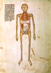 ANATOMIE: Miniatur aus "Anatomie" von Guido da Vigevano, Arzt von König Philipp VI. von Frankreich