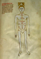 Anatomie- und chirurgische Tafeln: Lokalisierung der männlichen Organe. In 
