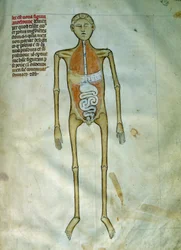 Medizin: Anatomie- und Chirurgie-Tafel, die eine Rinde darstellt. Ansicht des Verdauungssystems. Seite aus dem Manuskript „Liber notabilium Philippi septimi francorum regis, a libris Galieni extractus“ von Gui de Pavia
