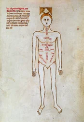 Chirurgie: Darstellung des menschlichen Körpers. Miniatur in „Liber notabilium Philippi septimi francorum regis, a libris Galieni extractus“ geschrieben von Gui (Guy) von Pavia