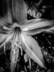Blume Nr. 14, 2025