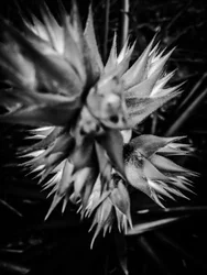 Blume Nr. 16, 2025