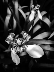 Blume Nr. 1, 2025