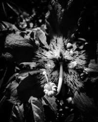 Blume Nr. 23, 2025