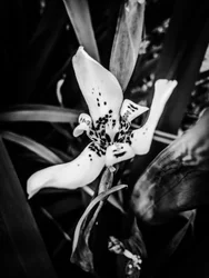 Blume Nr. 35, 2025